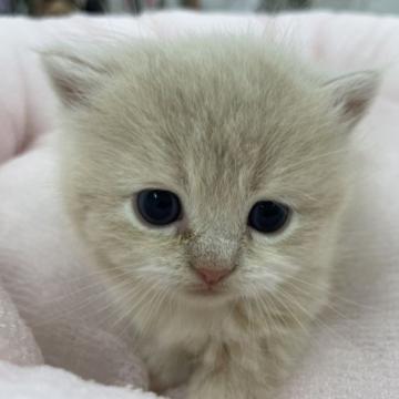 マンチカン【奈良県・男の子・2022年9月20日・クリーム&ホワイト（フワフワちゃん）】の写真「かわいい男の子」