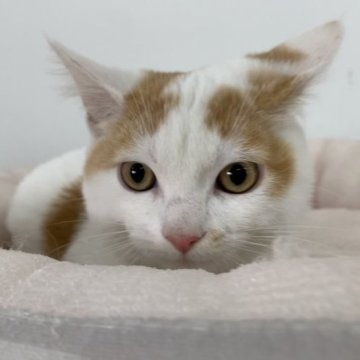 マンチカン【奈良県・男の子・2023年7月5日・レッド&ホワイト（フワフワちゃん）】の写真「甘えん坊の男の子✨」