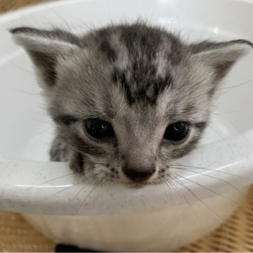 アメリカンショートヘア【奈良県・男の子・2024年10月3日・シルバータビー（サラサラちゃん）】の写真「サラサラヘアーちゃん」