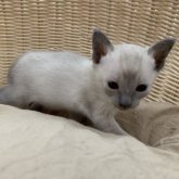 シャム(サイアミーズ)