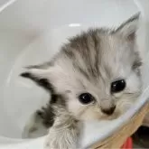 ミヌエット(長足)【奈良県・女の子・2024年10月1日・シルバータビー&ホワイト】の写真1