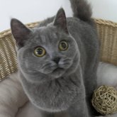 ブリティッシュショートヘア