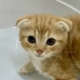 スコティッシュフォールド(折れ耳)【奈良県・男の子・2024年9月25日・レッドタビー&ホワイト】の写真2