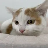 マンチカン(短足)【奈良県・男の子・2023年7月5日・レッド&ホワイト】の写真2「11/14撮影」