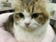 ミヌエット【・女の子・2019年3月15日・ブラウンタビー&ホワイト】「2022年9/10撮影」