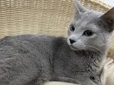 ロシアンブルー【奈良県・男の子・2022年4月14日・ブルー】の写真4「4/18撮影」