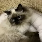 ヒマラヤン【奈良県・男の子・2023年8月15日・シールポイント】の写真5