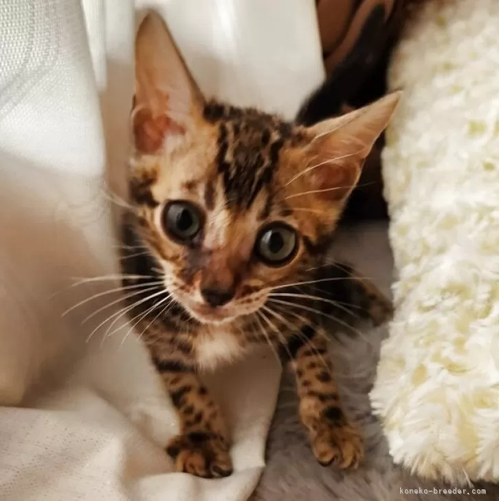 ベンガル【奈良県・女の子・2025年8月11日・ブラウンスポテッドタビー】の写真1