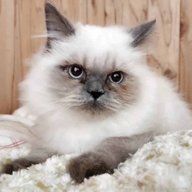 ヒマラヤン【奈良県・男の子・2025年7月28日・ブルーポイント】の写真1