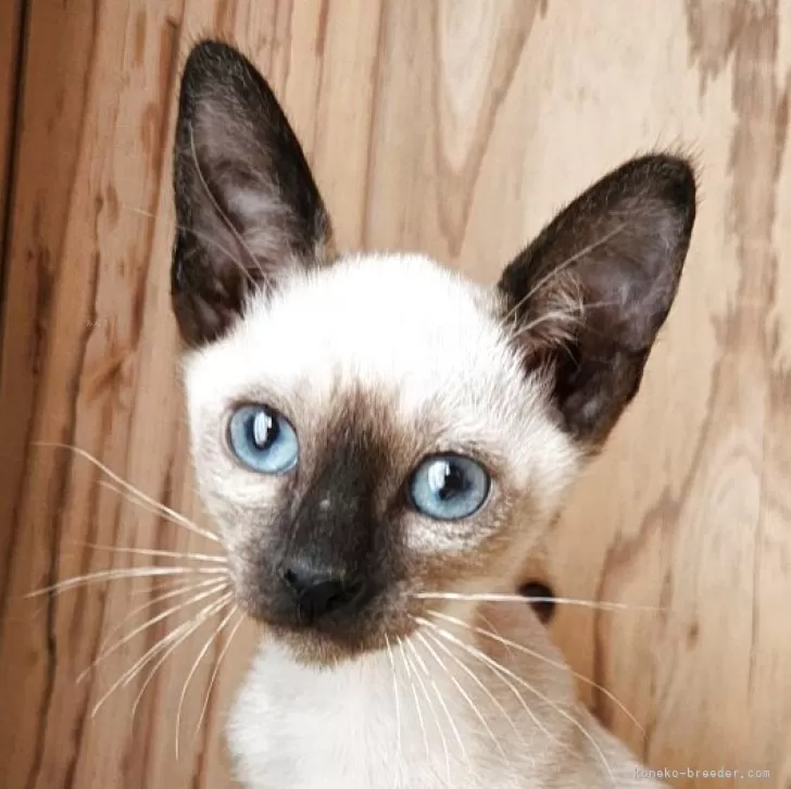 シャム(サイアミーズ)【奈良県・女の子・2025年9月15日・シールポイント】の写真1