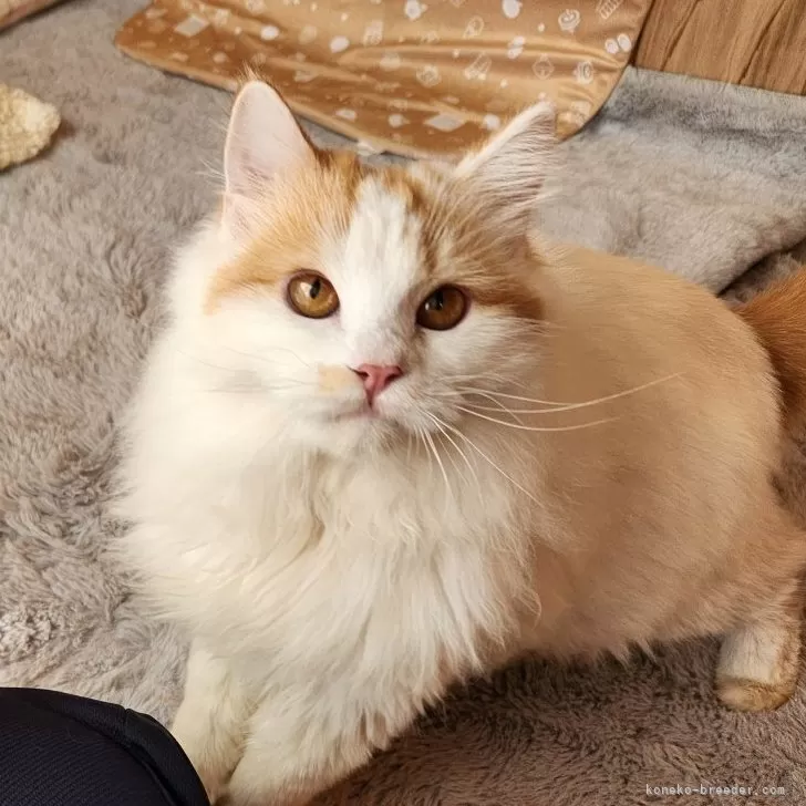 ID：2504-02346の子猫