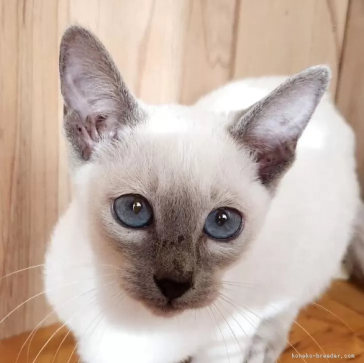 シャム(サイアミーズ)【奈良県・女の子・2025年9月15日・ブルーポイント】の写真1