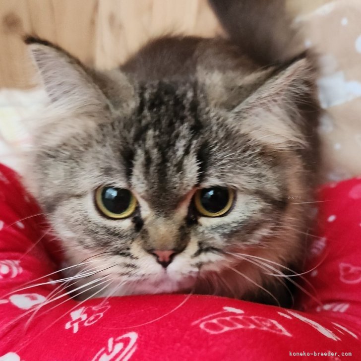 ブリーダー画像