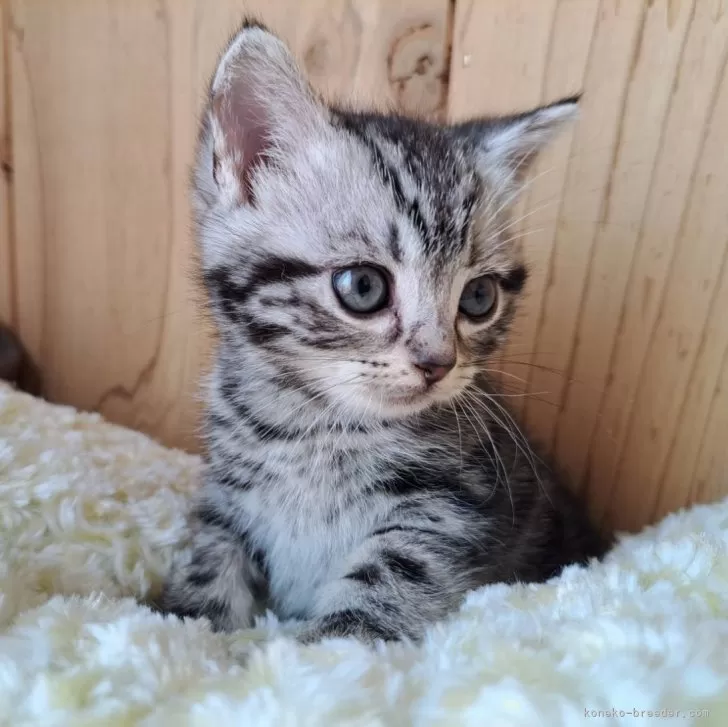 ID：2502-01485の子猫