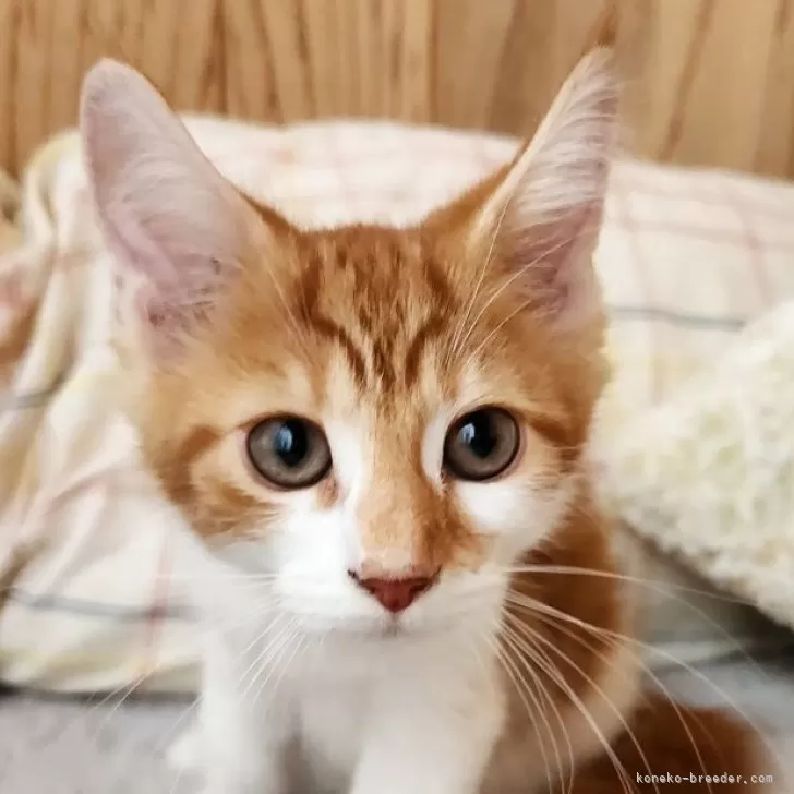 ID：2508-01805の子猫