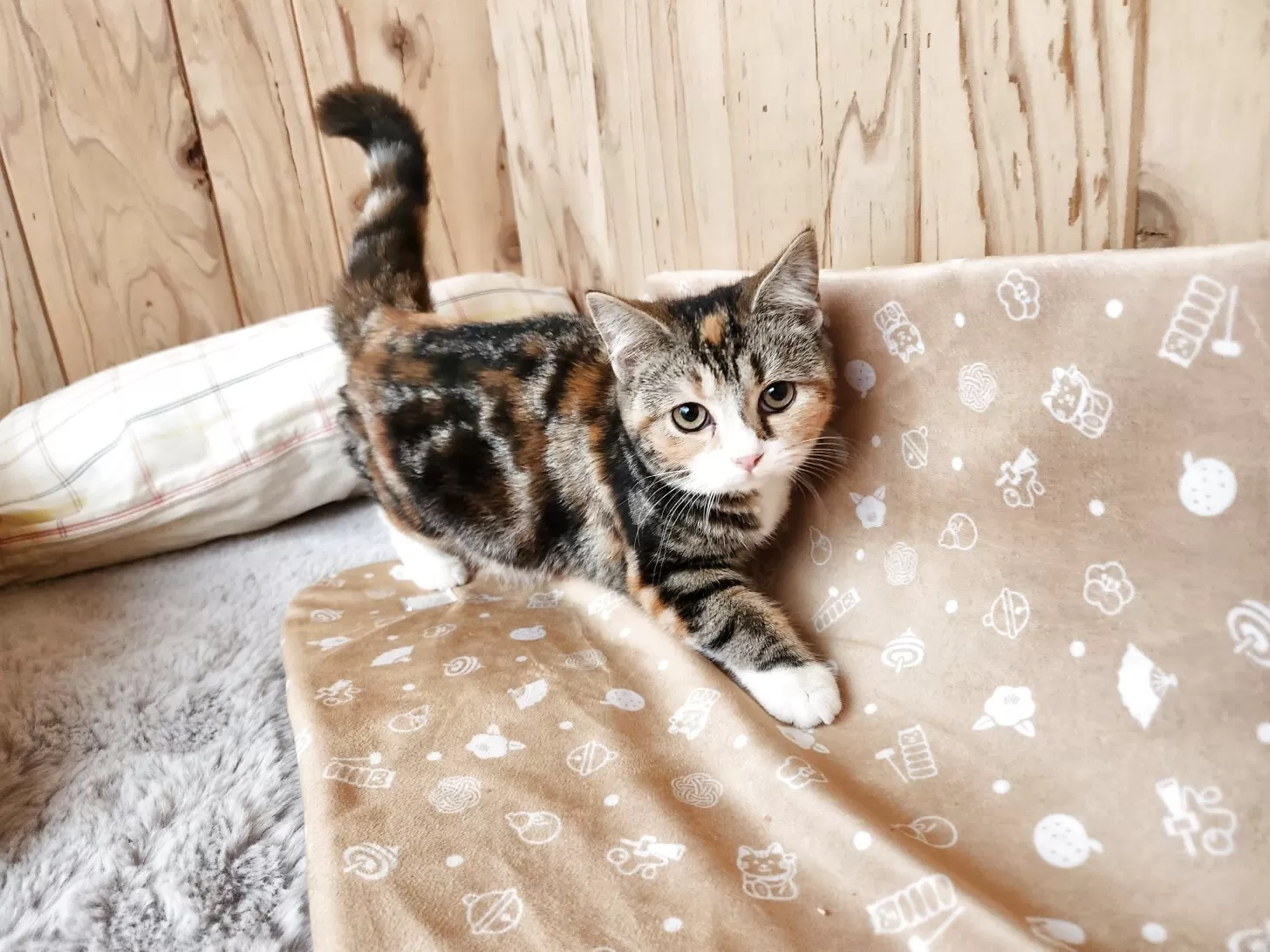 スコティッシュフォールド(立ち耳)【奈良県・女の子・2025年4月30日・ブラウンパッチドタビー&amp;ホワイト】の写真1