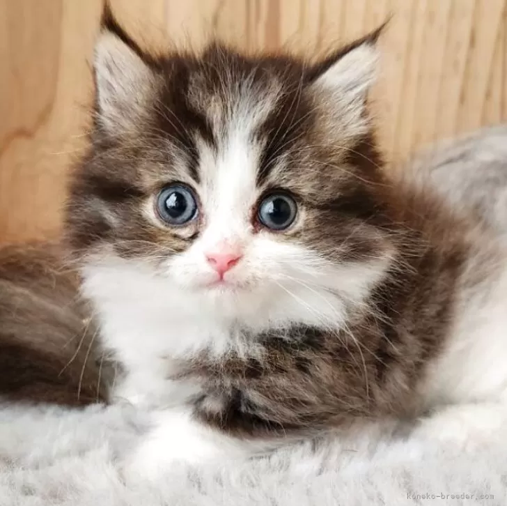 ID:2508-00408の子猫