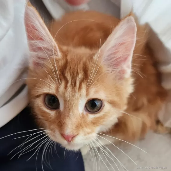 メインクーン【奈良県・男の子・2025年6月8日・レッドタビー&amp;ホワイト】の写真1