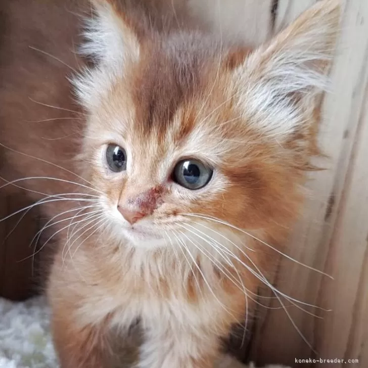 ゆみこ 様のお迎えした子猫