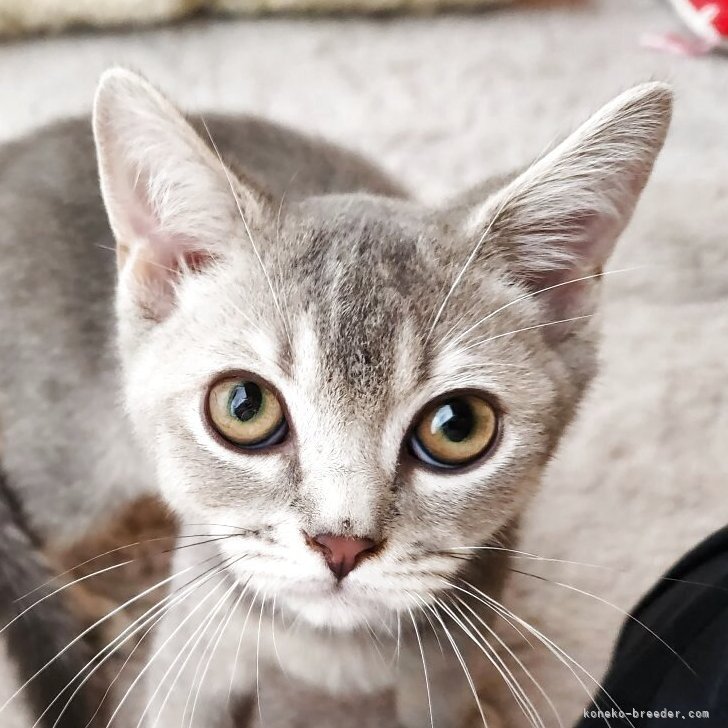 ブリーダー画像