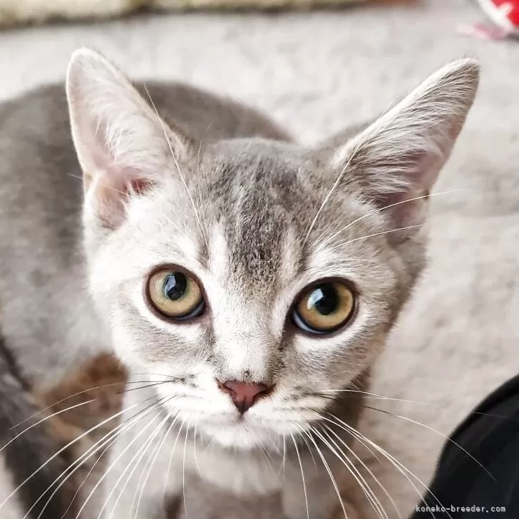 ブリティッシュショートヘア【奈良県・男の子・2025年6月1日・ブルータビー】の写真1