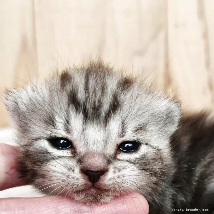 アメリカンショートヘア【奈良県・女の子・2025年11月24日・シルバータビー】の写真1