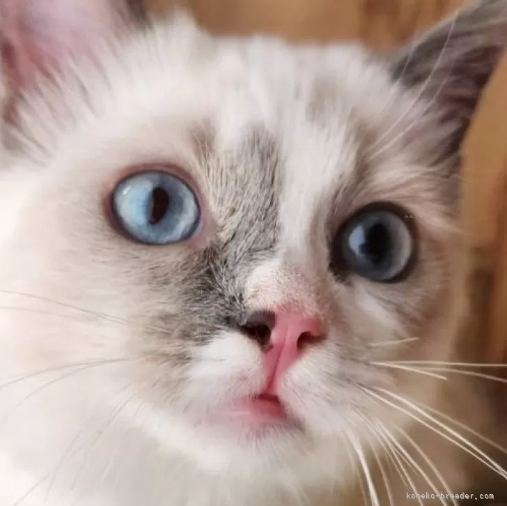 ID：2410-02005の子猫