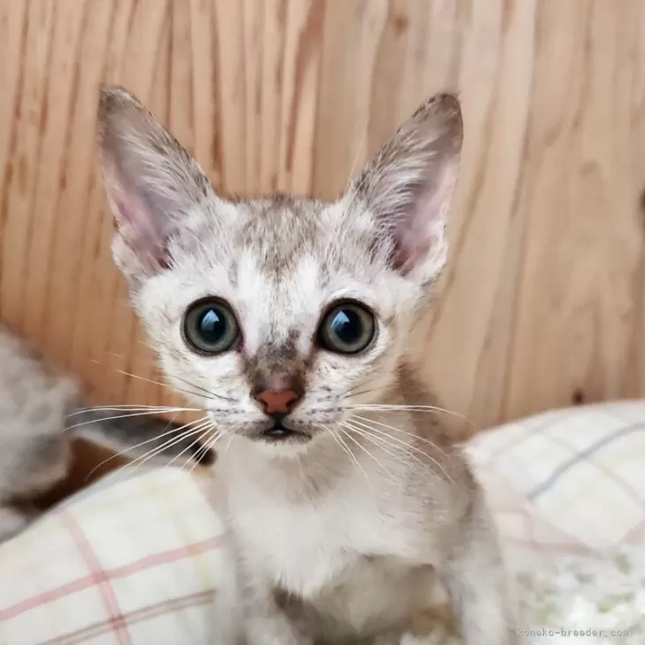 シンガプーラ【奈良県・男の子・2025年9月26日・セピアアグーティ】の写真1