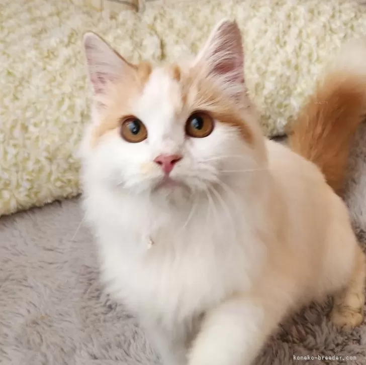 ミヌエット(長足)【奈良県・男の子・2025年3月19日・レッド&amp;ホワイト】の写真1