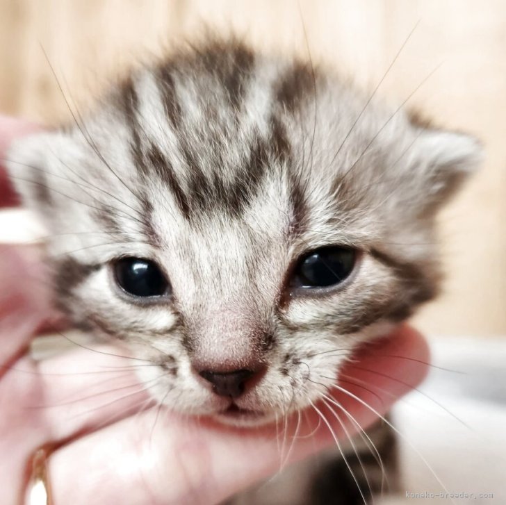 ブリーダー画像