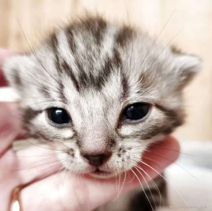 アメリカンショートヘア【奈良県・男の子・2025年11月24日・シルバータビー】の写真1