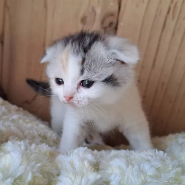 ID：2503-00309の子猫