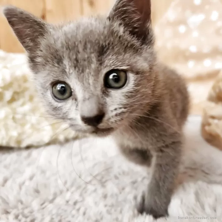 ID：2509-03263の子猫