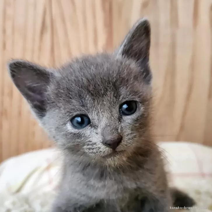 Y.T 様のお迎えした子猫