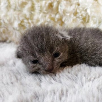 ロシアンブルー【奈良県・女の子・2025年8月22日・ブルー（サラサラちゃん）】の写真「マイペースな女の子✨️」