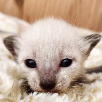シャム(サイアミーズ)【奈良県・男の子・2025年9月15日・ブルーポイント（サラサラちゃん）】の写真「ぱっちりお目目の男の子✨」