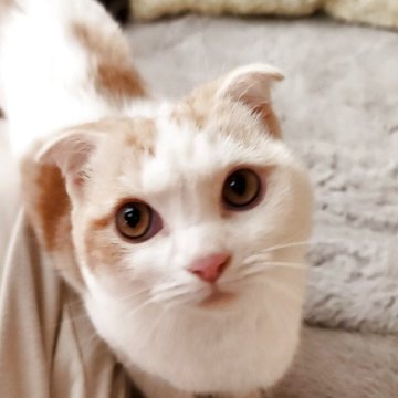 スコティッシュフォールド(折れ耳)【奈良県・男の子・2025年5月5日・クリームタビー&ホワイト（もふもふちゃん）】の写真「フワフワしっぽの男の子✨」