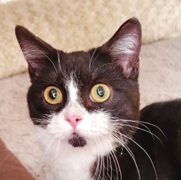 マンチカン(短足)【奈良県・男の子・2025年4月7日・ブラック&ホワイト（フワフワちゃん）】の写真「ハチワレの男の子✨」