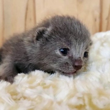 ロシアンブルー【奈良県・男の子・2025年8月22日・ブルー（サラサラちゃん）】の写真「マイペースな男の子✨️」