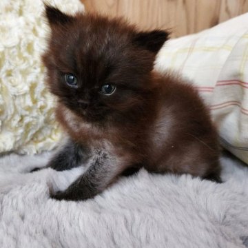 エキゾチックショートヘア【奈良県・男の子・2025年8月6日・ブラックスモーク（フワフワちゃん）】の写真「元気な男の子✨」
