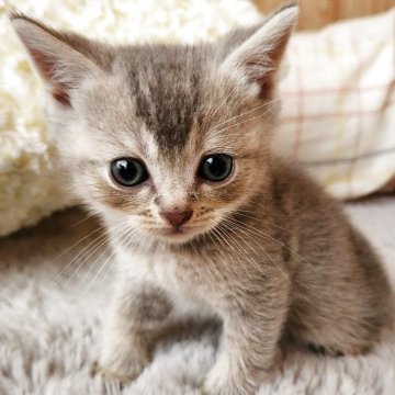 ブリティッシュショートヘア【奈良県・男の子・2025年6月1日・ブルータビー（フワフワちゃん）】の写真「毛並みばつぐんのブリちゃん」