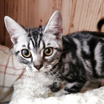 アメリカンショートヘア【奈良県・男の子・2025年5月16日・シルバータビー（サラサラちゃん）】の写真「柄が綺麗な甘えた男の子✨️」