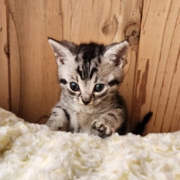 アメリカンショートヘア【奈良県・男の子・2025年2月18日・シルバータビー（サラサラちゃん）】の写真「元気な男の子✨️」