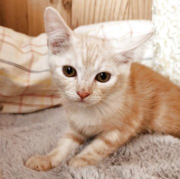 マンチカン(長足)【奈良県・男の子・2025年7月24日・クリームタビー(フワフワちゃん)】の写真「可愛いお顔の男の子✨」