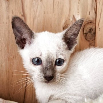 シャム(サイアミーズ)【奈良県・女の子・2025年9月15日・ブルーポイント（サラサラちゃん）】の写真「マイペースな女の子✨」