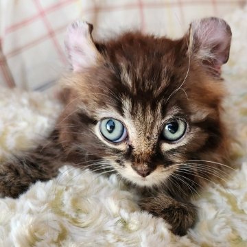 キンカロー【奈良県・男の子・2025年8月19日・ブラウンタビー&ホワイト(フワフワちゃん)】の写真「おっとり男の子✨️」