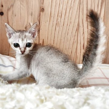 シンガプーラ【奈良県・女の子・2025年9月26日・セピアアグーティ（サラサラちゃん）】の写真「甘えた女の子✨」