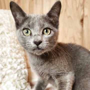 ロシアンブルー【奈良県・男の子・2025年8月22日・ブルー（サラサラちゃん）】の写真「元気いっぱい男の子✨️」