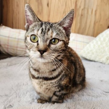 マンチカン(短足)【奈良県・女の子・2025年1月24日・ブラウンタビー（フワフワちゃん）】の写真「元気な女の子✨」