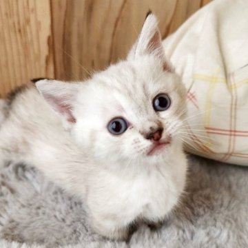 マンチカン(短足)【奈良県・女の子・2024年6月24日・シールリンクスポイント（フワフワちゃん）】の写真「元気な女の子✨」